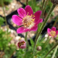 Anemone multifida Annabella Series